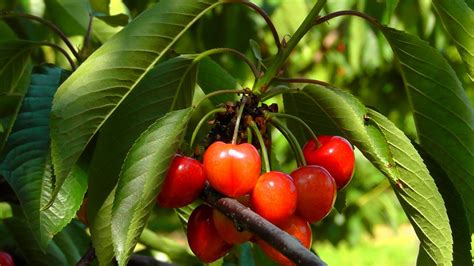 Free Images : nature, branch, flower, summer, food, red, produce, healthy, shrub, fruit tree ...