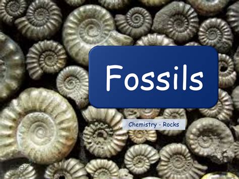 Fossils - Presentation | Science Year 3