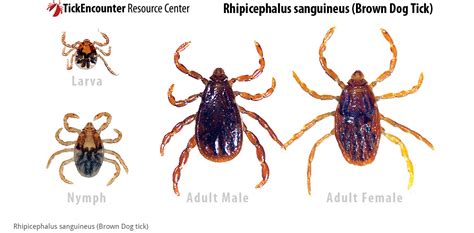 Preventing Ticks in Your House