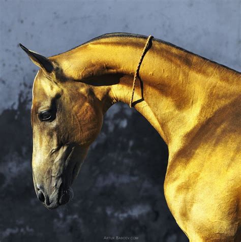 Akhal Teke - the Golden Horse. Photo by Artur Baboev | Akhal teke ...