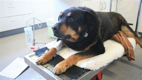 Anemia In Dogs: Causes, Symptoms, & Treatment - DogTime