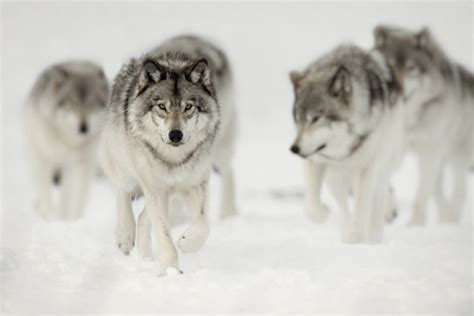 Grey Wolf Pack Hunting