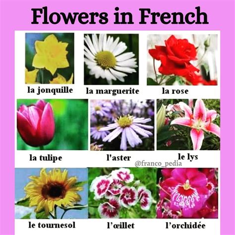 Wild Flower Names In French