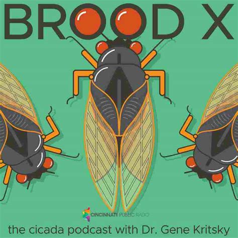 Brood X: The Cicada Podcast : NPR