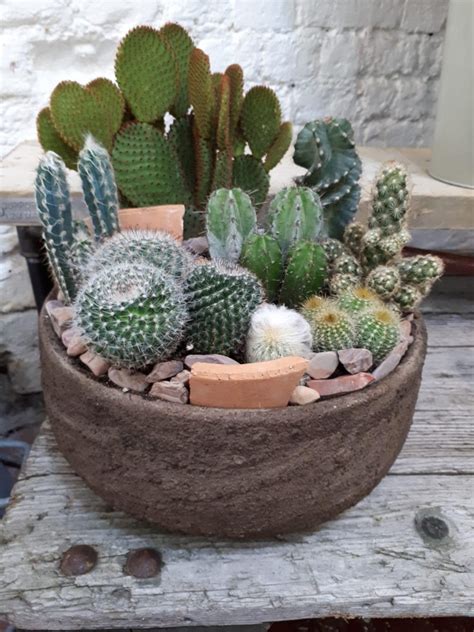 Cactus Planter – buy online or call 01462 434 440