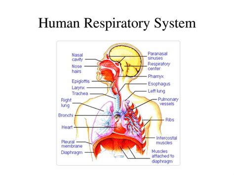 Labeled Diagram Of The Respiratory System Of A Human | MedicineBTG.com