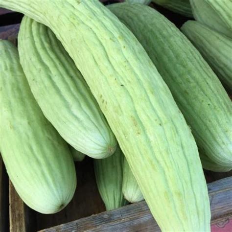 Cucumber, Armenian | Siskiyou Seeds