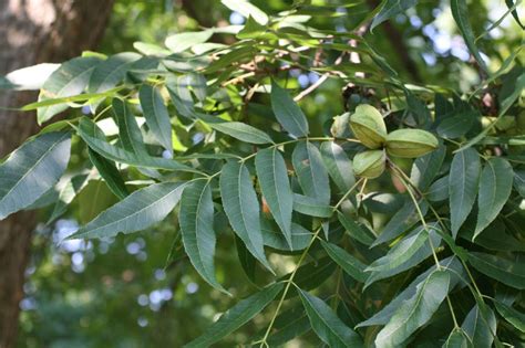 Northern Pecan (Carya illinoinensis) - Great Plains Nursery