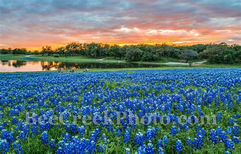 Bluebonnet Sunset