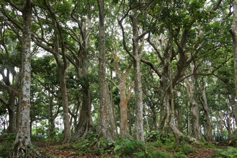 We're planting the wrong trees and it's making typhoon damage worse ...