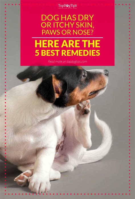 Top 5 Best Remedies for Dog's Dry Skin, Paws, Nose or Itchiness