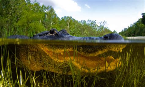 Discover the Most Alligator-Infested Lakes in Louisiana - A-Z Animals