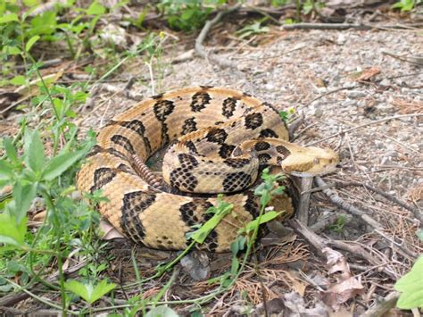 Indiana DNR warns of four venomous snakes