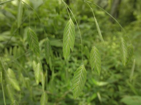 Chasmanthium latifolium (Poaceae) image 75884 at PhytoImages.siu.edu