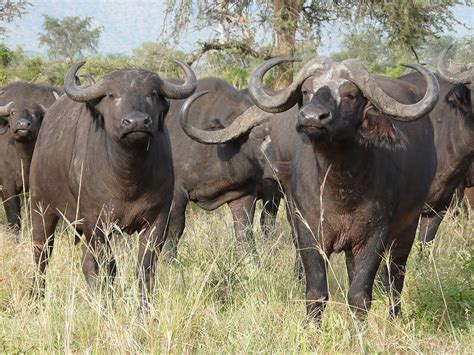 Online crop | HD wallpaper: water buffalos, Cape Buffalo, Africa ...