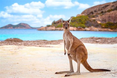 Kangaroo Travel: Hopping Across the Globe on Unique Adventures ...