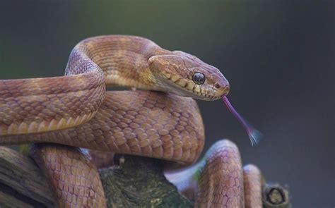 Forsten's Cat Snake ( Boiga forsteni ) Boiga forsteni, commonly known as Forsten's cat snake, is ...