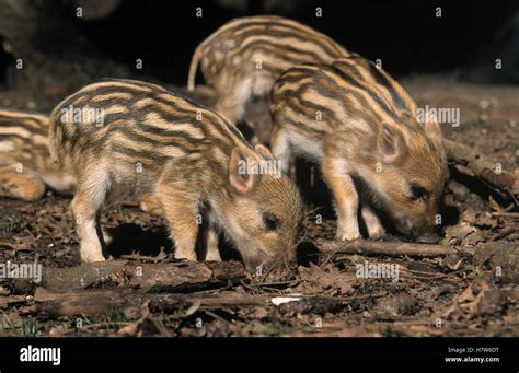 Wild Boar (Sus scrofa) piglets rooting which can destroy habitat Stock ...