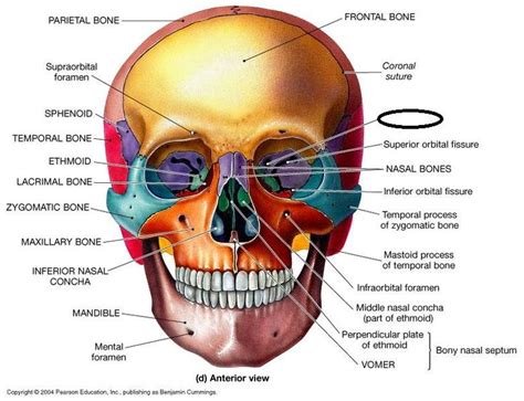 13 best skull anatomy images on Pinterest | Skull anatomy, Bones and Nursing schools