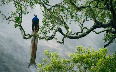 birds peacocks Wallpapers HD / Desktop and Mobile Backgrounds