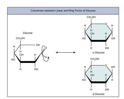 Difference Monosaccharide, Disaccharide, Polysaccharide