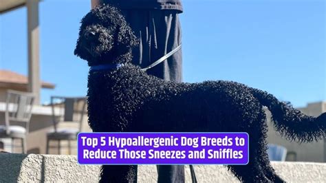 Top 5 Hypoallergenic Dog Breeds to Reduce Those Sneezes and Sniffles