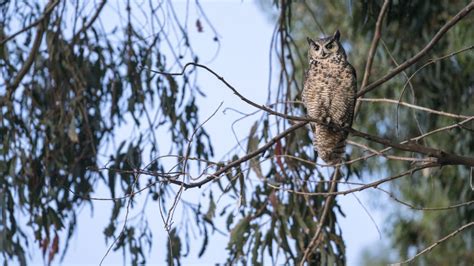 The Hooting Season: Enjoying Great Horned Owls | Owl, Great horned owl, Horned owl