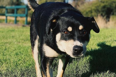 Rottsky - Size | Temperament | Shedding | Price | Training | Traits