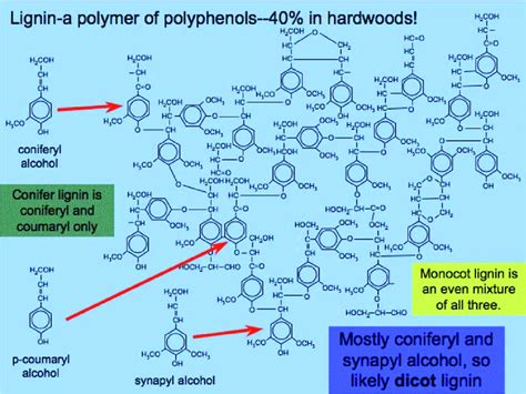 6 Supposed lignin chemical structures. | Download Scientific Diagram