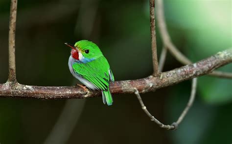 Bird Cuban Tody Hummingbird Wildlife Wallpaper - Resolution:1920x1200 - ID:1136834 - wallha.com