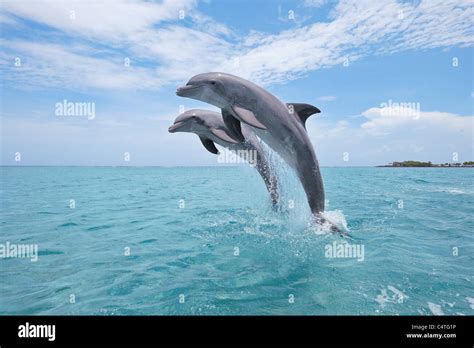 Common Bottlenose Dolphins Jumping out of Water, Caribbean Sea, Roatan, Bay Islands, Honduras ...