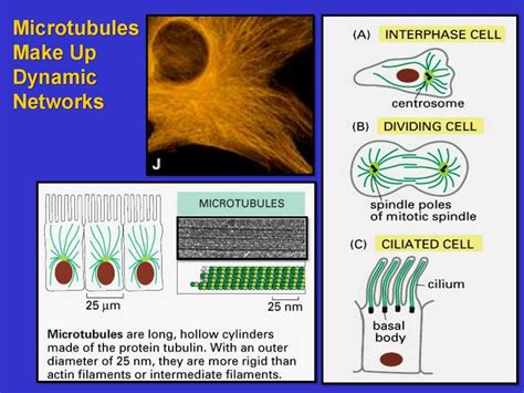 The Cytoskeleton: Intermediate Filaments and Microtubules - online ...