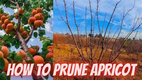 How to prune apricot trees - YouTube