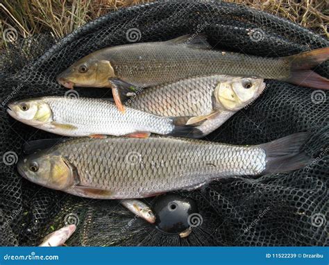 Caught Fish Royalty Free Stock Images - Image: 11522239