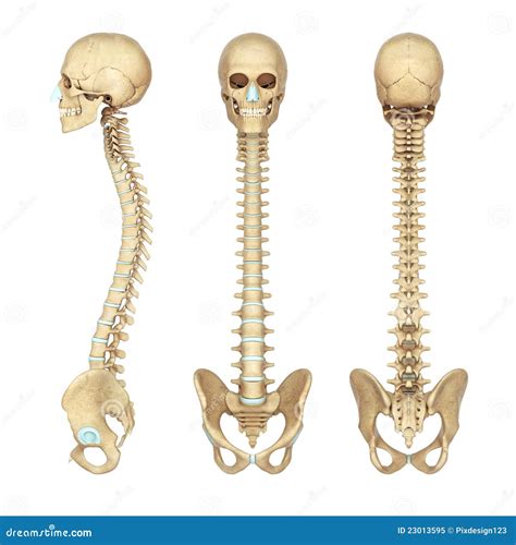 Human Skeleton Spine Diagram