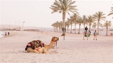 10 of the best beaches in Qatar - Lonely Planet