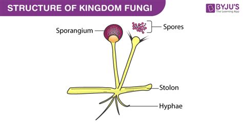 Kingdom Fungi- Structure, Characteristics & Classification Of Fungi