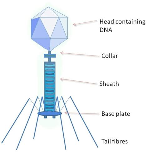 Virus - Definition, Structure, Classification, Examples | Biology Dictionary