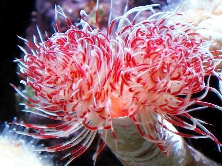 Giant Tube Worm – "OCEAN TREASURES" Memorial Library