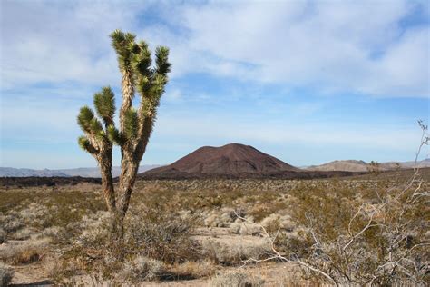 No Fixed Address: A few plants in the Mojave desert