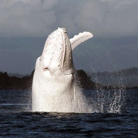 Migaloo – The Rare White Humpback Whale • hubway web design byron bay