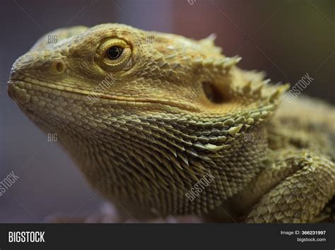 Pogona Vitticeps Light Image & Photo (Free Trial) | Bigstock