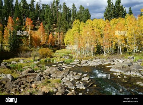 Aspen Mirroe Lake creek with aspen and spruce forest, fall colors ...