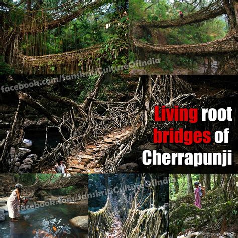 Living Root bridges of Cherrapunji