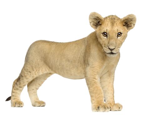 Lion Cub PNG Transparent Images