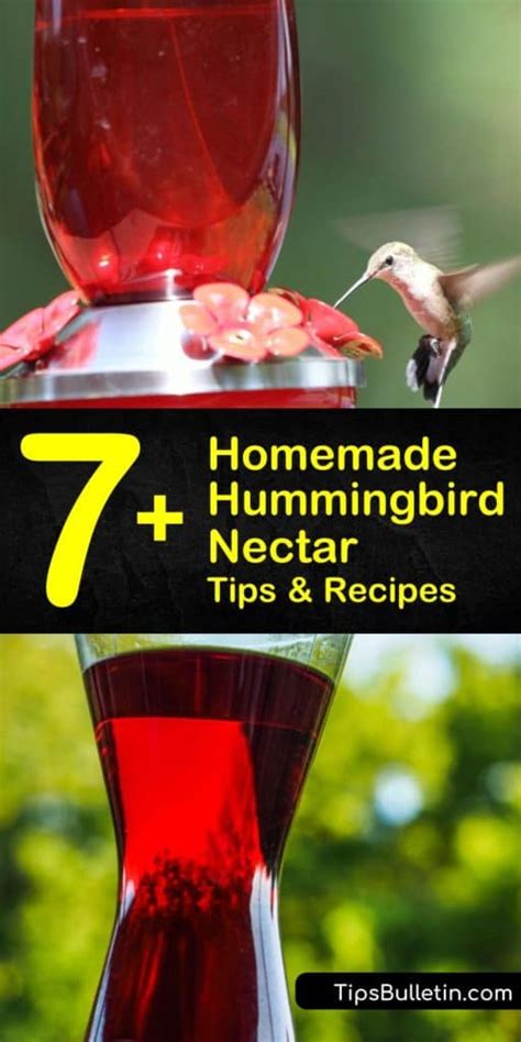 7+ Easy-to-Make Homemade Hummingbird Nectar Tips & Recipes