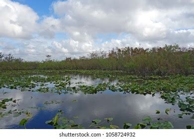 Anhinga Trail Through Everglades National Park Stock Photo 1058724932 ...