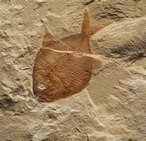 File:2012-03-04 15-09-18-fossile-poisson.jpg - Wikimedia Commons