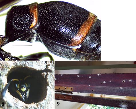 7. Tergum I & II in lateral view in Okinawepipona yty sp. nov.,... | Download Scientific Diagram