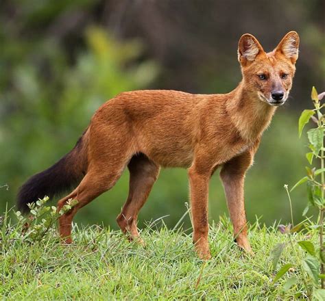 The Dogs That Look Like Foxes Definitely You'll Love to Meet